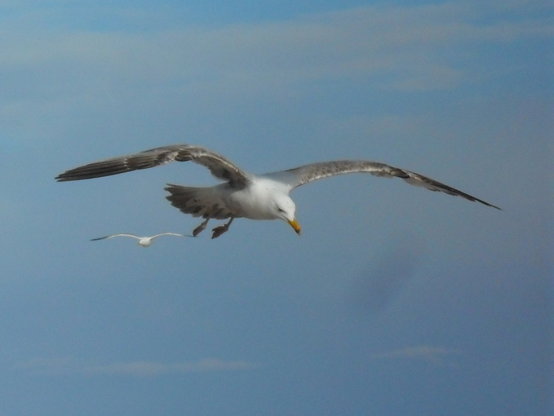 The Seagull